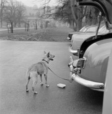 Dog tethered near the stables, Chatsworth House, Derbyshire, 1959. Artist: John Gay