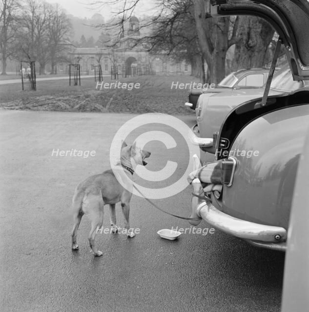 Dog tethered near the stables, Chatsworth House, Derbyshire, 1959. Artist: John Gay
