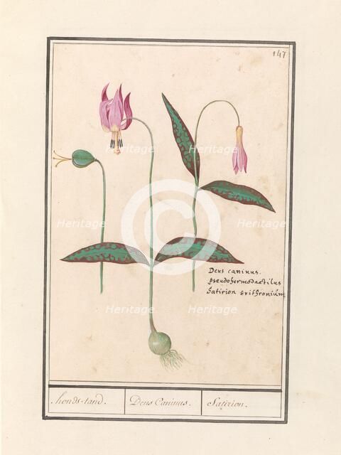 Dog Tooth (Erythronium dens-canis), 1596-1610. Creators: Anselmus de Boodt, Elias Verhulst.