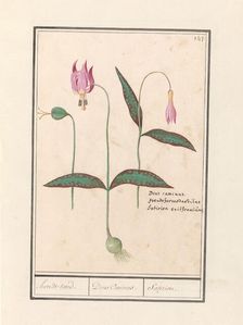 Dog Tooth (Erythronium dens-canis), 1596-1610. Creators: Anselmus de Boodt, Elias Verhulst