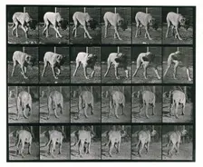 Dog; walking; interrupted, mastiff Dread, 1887. Creator: Eadweard J Muybridge