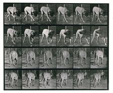Dog; walking; interrupted, mastiff Dread, 1887. Creator: Eadweard J Muybridge