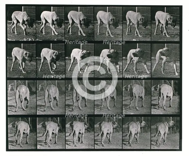 Dog; walking; interrupted, mastiff  Dread, 1887.  Creator: Eadweard J Muybridge.