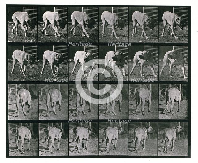 Dog; walking; interrupted, mastiff  Dread, 1887.  Creator: Eadweard J Muybridge.