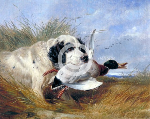 'Dog with Wild Duck', 19th century. Artist: Richard Ansdell