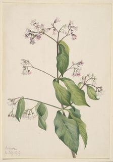 Dogbane (Apocyum androsaemfolium), 1919. Creator: Mary Vaux Walcott