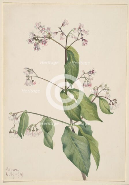 Dogbane (Apocyum androsaemfolium), 1919. Creator: Mary Vaux Walcott.