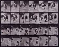 Dogs, 1872-1885. Creator: Eadweard J Muybridge