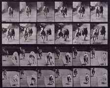 Dogs, 1872-1885. Creator: Eadweard J Muybridge