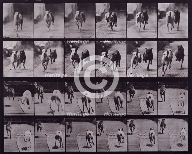 Dogs, 1872-1885.   Creator: Eadweard J Muybridge.
