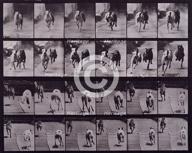 Dogs, 1872-1885.   Creator: Eadweard J Muybridge.