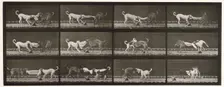 Dogs, 1872-1885. Creator: Eadweard J Muybridge