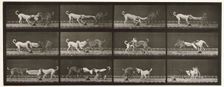 Dogs, 1872-1885. Creator: Eadweard J Muybridge