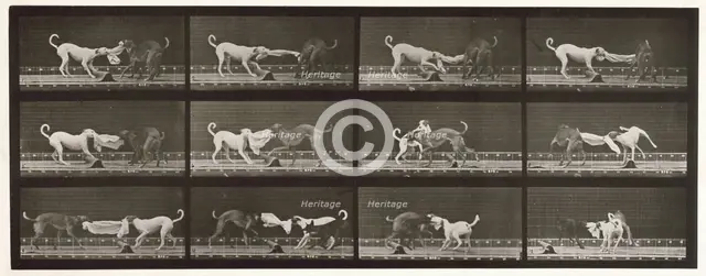 Dogs, 1872-1885.  Creator: Eadweard J Muybridge.