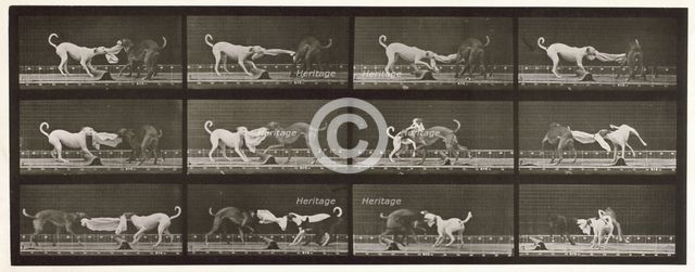 Dogs, 1872-1885.  Creator: Eadweard J Muybridge.