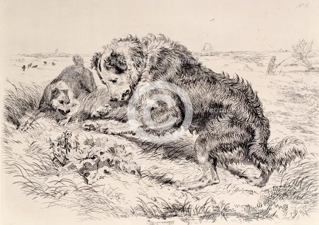 Dogs Worrying a Frog, c1860. Creator: Edwin Henry Landseer.