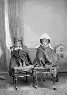 Dogs dressed in clothes, 1930s. Creator: Kirk & Sons of Cowes