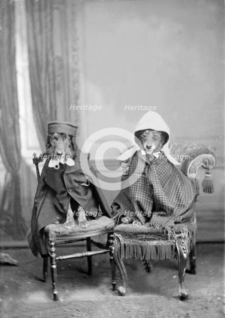 Dogs dressed in clothes, 1930s. Creator: Kirk & Sons of Cowes.