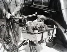 Dogs in handlebar basket, c1955. Creator: Arthur Charles Kirby Ware