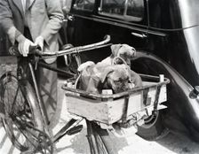 Dogs in handlebar basket, c1955. Creator: Arthur Charles Kirby Ware