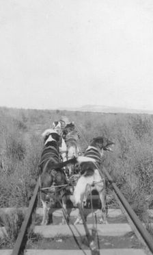 Dogs pulling pupmobile, between c1900 and 1916. Creator: Unknown