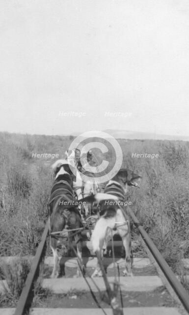 Dogs pulling pupmobile, between c1900 and 1916. Creator: Unknown.