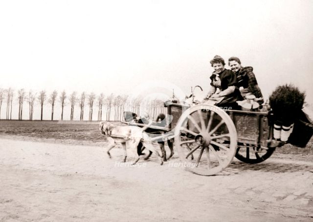 Dogs pulling women on a cart, Antwerp, 1898.Artist: James Batkin