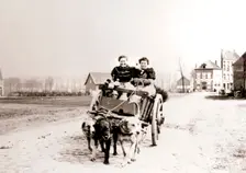 Dogs pulling women on a cart, Antwerp, 1898.Artist: James Batkin