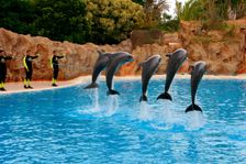Dolphin show, Loro Parque, Tenerife, Canary Islands, 2007. Creator: Peter Thompson