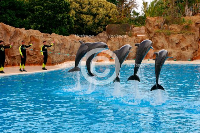 Dolphin show, Loro Parque, Tenerife, Canary Islands, 2007. Creator: Peter Thompson.