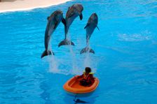 Dolphin show, Loro Parque, Tenerife, Canary Islands, 2007. Creator: Peter Thompson