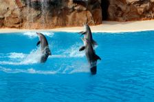 Dolphin show, Loro Parque, Tenerife, Canary Islands, 2007. Creator: Peter Thompson