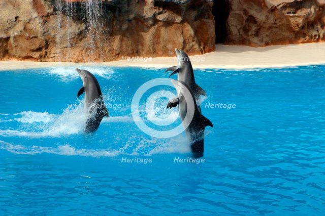Dolphin show, Loro Parque, Tenerife, Canary Islands, 2007. Creator: Peter Thompson.