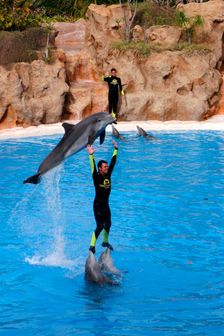 Dolphin show, Loro Parque, Tenerife, Canary Islands, 2007. Creator: Peter Thompson