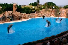 Dolphin show, Loro Parque, Tenerife, Canary Islands, 2007. Creator: Peter Thompson