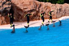 Dolphin show, Loro Parque, Tenerife, Canary Islands, 2007. Creator: Peter Thompson
