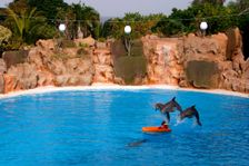 Dolphin show, Loro Parque, Tenerife, Canary Islands, 2007. Creator: Peter Thompson