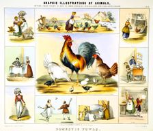 Domestic Fowl c1850. Creator: Benjamin Waterhouse Hawkins