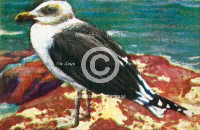 Dominican gull, c1928. Creator: Unknown.