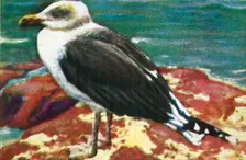 Dominican gull, c1928. Creator: Unknown