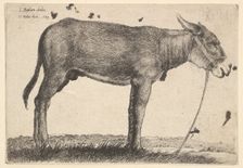 Donkey, 1649. Creator: Wenceslaus Hollar