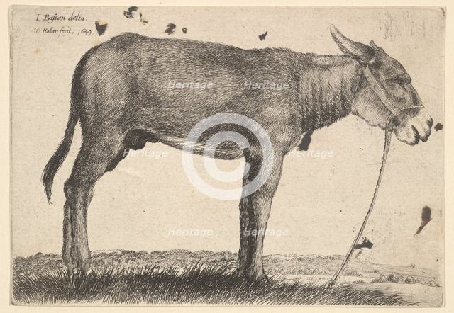 Donkey, 1649. Creator: Wenceslaus Hollar.