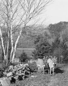 Donkeys in Berkshire Park, Pittsfield, Mass., between 1900 and 1906. Creator: Unknown