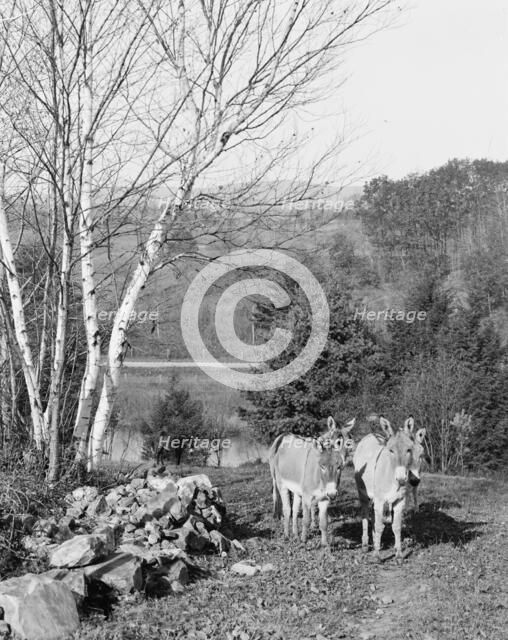 Donkeys in Berkshire Park, Pittsfield, Mass., between 1900 and 1906. Creator: Unknown.