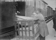 Donkerque [i.e., Dunkerque], shipping carrier pigeons, between c1914 and c1915. Creator: Bain News Service