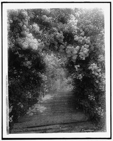 Dorothy Perkins roses, Lawson estate, Dreamwold, Egypt, Mass., between 1910 and 1920. Creator: Unknown