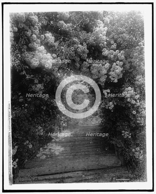 Dorothy Perkins roses, Lawson estate, Dreamwold, Egypt, Mass., between 1910 and 1920. Creator: Unknown.