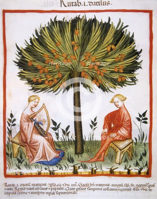 Date palm, 14th century.  Creator: Unknown.