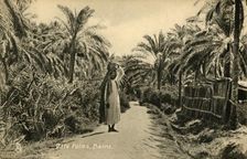 Date Palms, Basra c1918-c1939. Creator: Unknown