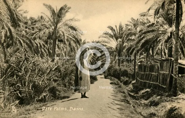 'Date Palms, Basra', c1918-c1939. Creator: Unknown.